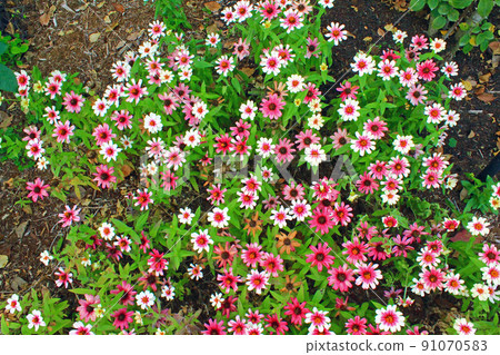 [Tokyo] Autumn Hibiya Park Zinnia (Zinnia) in the first flower bed 91070583