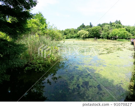 井之頭公園井之頭池七井橋A 井之頭公園井之頭池七井橋A 91070827