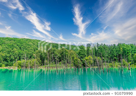 藍藍的天空白云初夏北海道美瑛的藍色池塘 91070990