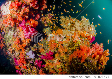 Izu sea soft coral colorful 91071377