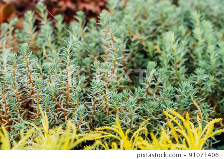 Sedum reflexum or Sedum rupestre, Reflexed stonecrop, Jenny's stonecrop, blue stonecrop, stone orpine Sedum stonecrop in the garden Sedum reflexum or Sedum rupestre, Reflexed stonecrop, Jenny's stonecrop, blue stonecrop, stone orpine Sedum stonecrop in the garden 91071406