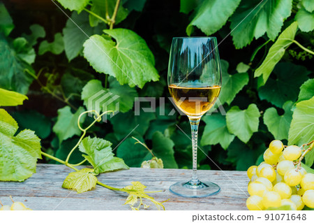 Glass of Chardonnay, Sauvignon white wine and grape berries on the wooden table in the vineyards, winery with green grape leaves background. Wine tasting, Degustation. Selective focus, Copy space Glass of Chardonnay, Sauvignon white wine and grape berries on the wooden table in the vineyards, winery with green grape leaves background. Wine tasting, Degustation. Selective focus, Copy space 91071648