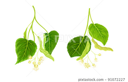 Linden tree branches with white buds and flowers set vector illustration Linden tree branches with white buds and flowers set vector illustration 91072227