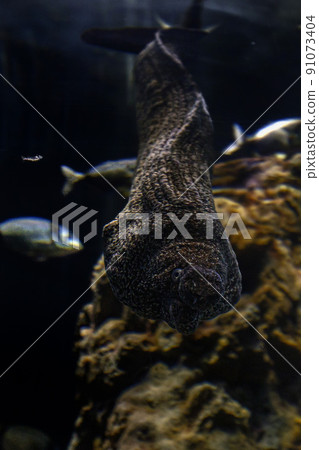eel mooray coming to you underwater close up portrait funny face eel mooray coming to you underwater close up portrait funny face 91073404