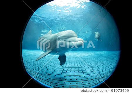 Aquarium dolphin looking at you underwater close up portrait 91073409