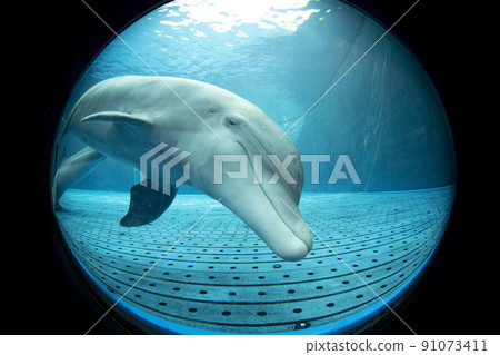 Aquarium dolphin looking at you underwater close up portrait Aquarium dolphin looking at you underwater close up portrait 91073411