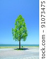 Blue sky and waterside trees 91073475