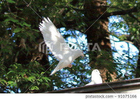 白鳩靖國神社 91075166