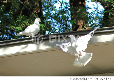 白鳩靖國神社 91075167