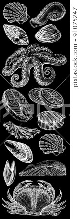 Seafood illustrations. Hand drawn line sea fishes, sushi rolls, oysters, mussels, lobster, squid, octopus, crabs, prawns 91075247