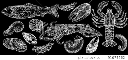 Seafood illustrations. Hand drawn line sea fishes, sushi rolls, oysters, mussels, lobster, squid, octopus, crabs, prawns Seafood illustrations. Hand drawn line sea fishes, sushi rolls, oysters, mussels, lobster, squid, octopus, crabs, prawns 91075262
