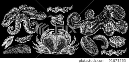 Seafood illustrations. Hand drawn line sea fishes, sushi rolls, oysters, mussels, lobster, squid, octopus, crabs, prawns 91075263