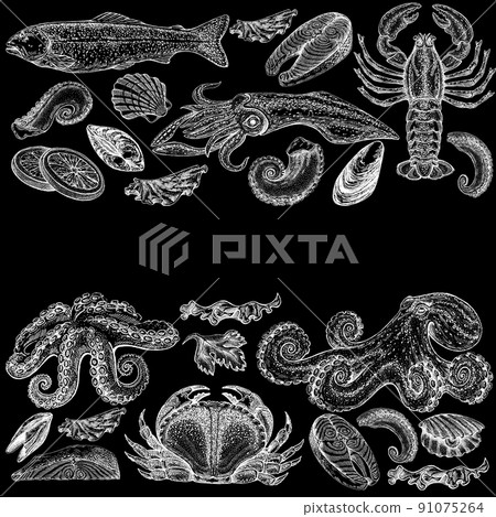 Seafood illustrations. Hand drawn line sea fishes, sushi rolls, oysters, mussels, lobster, squid, octopus, crabs, prawns Seafood illustrations. Hand drawn line sea fishes, sushi rolls, oysters, mussels, lobster, squid, octopus, crabs, prawns 91075264