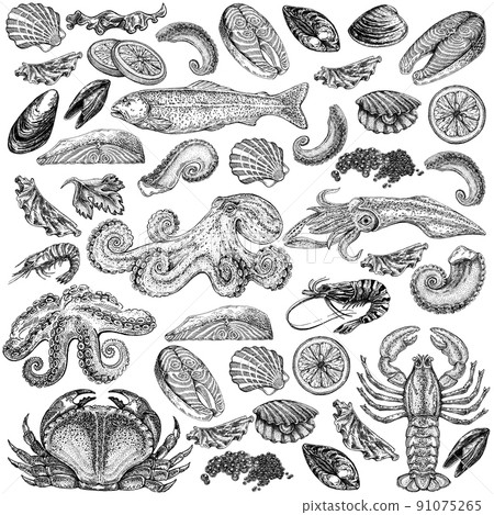 Seafood illustrations. Hand drawn line sea fishes, sushi rolls, oysters, mussels, lobster, squid, octopus, crabs, prawns 91075265