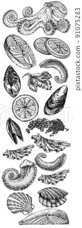Seafood illustrations. Hand drawn line sea fishes, sushi rolls, oysters, mussels, lobster, squid, octopus, crabs, prawns Seafood illustrations. Hand drawn line sea fishes, sushi rolls, oysters, mussels, lobster, squid, octopus, crabs, prawns 91075283