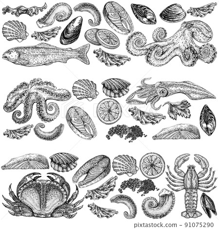 Seafood illustrations. Hand drawn line sea fishes, sushi rolls, oysters, mussels, lobster, squid, octopus, crabs, prawns 91075290