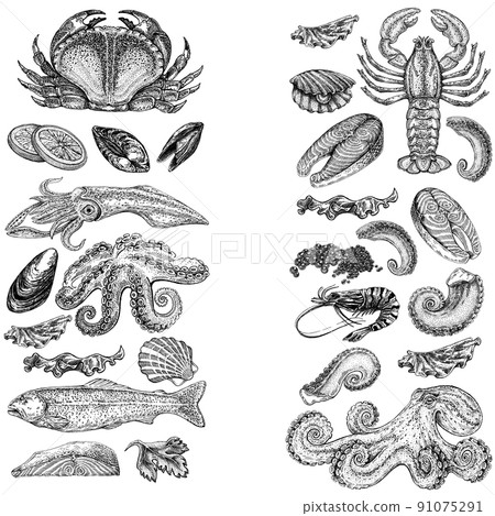 Seafood illustrations. Hand drawn line sea fishes, sushi rolls, oysters, mussels, lobster, squid, octopus, crabs, prawns 91075291