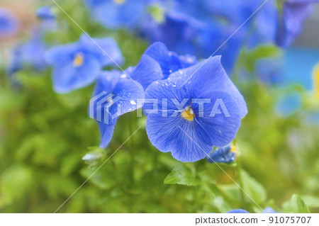 沐浴在雨滴中的花朵 91075707