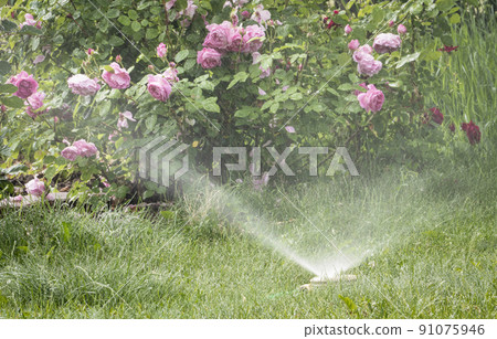 water sprinkler in rose garden 91075946