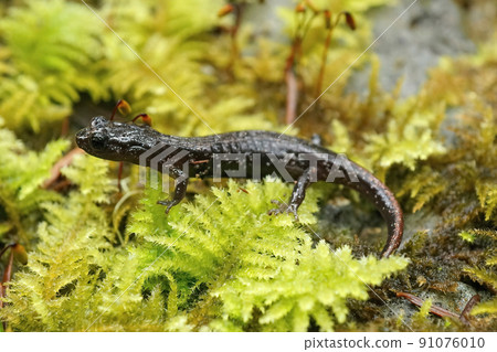 Closeup on a dark colored juvenile Aneides ferreus, Clouded salamander sitting on green moss 91076010
