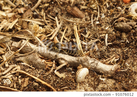 Closeup on a well camouflaged brown Hooked small-mason bee, Hoplitis adunca sitting on the ground Closeup on a well camouflaged brown Hooked small-mason bee, Hoplitis adunca sitting on the ground 91076012
