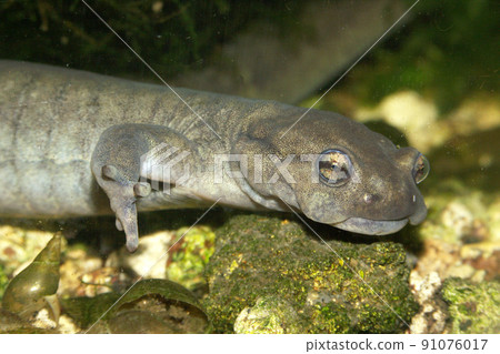Closeup on a male of the critically endagerend Semirechensk Salamander, Ranodon sibericus underwater 91076017