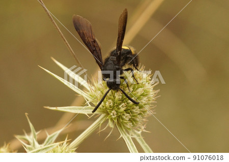 Closeup on a black , hairy scoliid wasp, Scolia hirta , drinking nectar from a field eryngo, Eryngium campestre 91076018