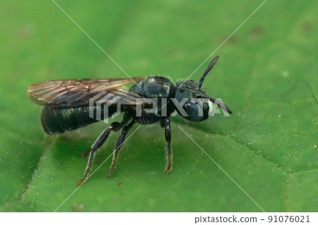 Closeup on a female little blue carpenter bee, Ceratina cyanea on a green leaf Closeup on a female little blue carpenter bee, Ceratina cyanea on a green leaf 91076021