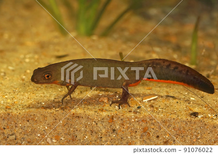 Closeup on a male of the critically endangered Fuding fire belly newt ,Cynops fudingensis, underwater 91076022