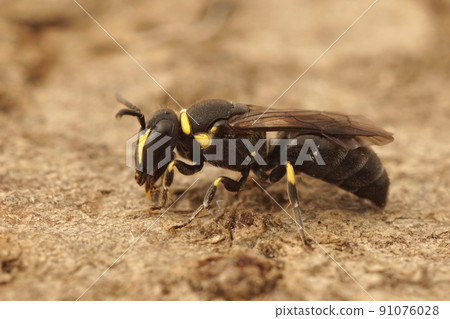 Detailed closeup on a yellow faced masked bee, Hylaeus , sitting on wood Detailed closeup on a yellow faced masked bee, Hylaeus , sitting on wood 91076028