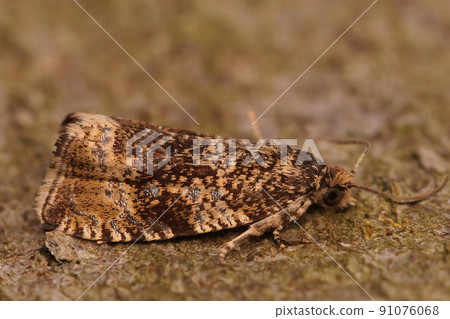 Lateral closeup of the Common Marble tortrix micro moth, Celypha lacunana 91076068