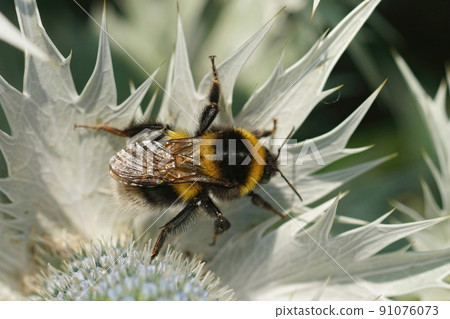Closeup on the colorful small Garden bumblbee, Bombus hortorum, sitting on a grey thistle leaf Closeup on the colorful small Garden bumblbee, Bombus hortorum, sitting on a grey thistle leaf 91076073