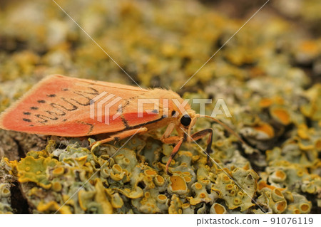 Closeup on the colorful pink Rosy Footman, Miltochrista miniata sitting on a lichen covered wood Closeup on the colorful pink Rosy Footman, Miltochrista miniata sitting on a lichen covered wood 91076119