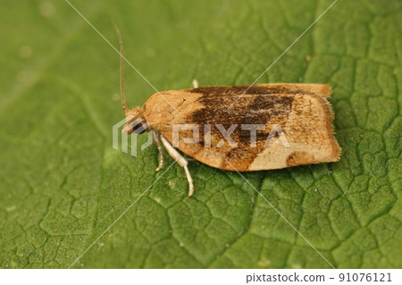 Closeup on an abnomal dark coloration in the Barred Fruit-tree Tortrix, Pandemis cerasana sitting on a green leaf 91076121