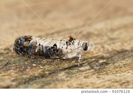 Detailed closeup on the White-backed Marble moth, Hedya salicella sitting on wood Detailed closeup on the White-backed Marble moth, Hedya salicella sitting on wood 91076128