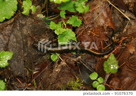 Closeup on a Dunn's lungless salamander, Plethodon dunni form the Columbia river gorge 91076370