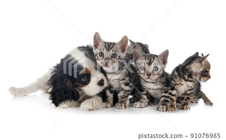 bengal kitten and cavalier king charles 91076985