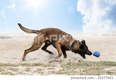 training of belgian shepherd 91077001