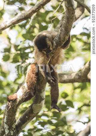 Brown striped tufted capuchin monkey,Amazon jungle,Brazil 91077009