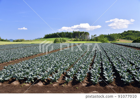 Photographing the scenery of a broccoli field in Assabu-cho, Hokkaido in early summer 91077010