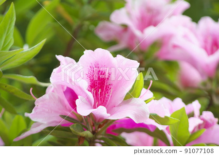 Pink flower of azalea [green background] 91077108