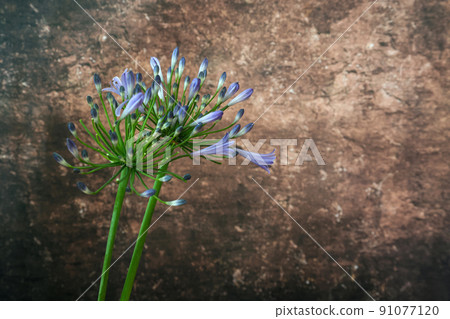 Agapanthus on a marble pattern background Agapanthus on a marble pattern background 91077120