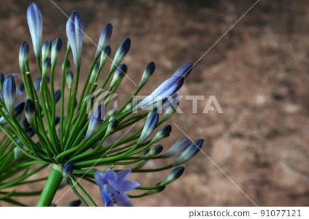 Agapanthus on a marble pattern background 91077121