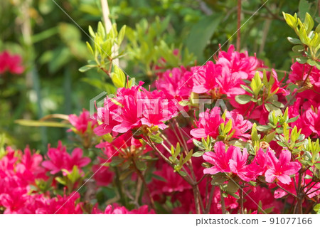 久留米辻的紅花[綠色背景] 91077166