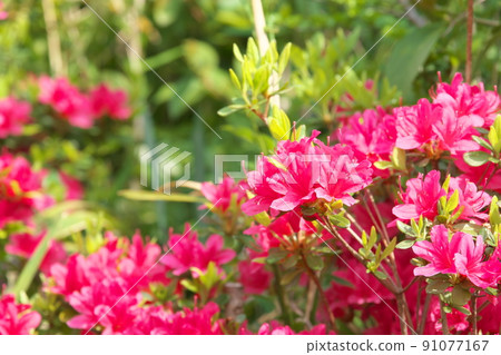 久留米辻的紅花[綠色背景] 91077167