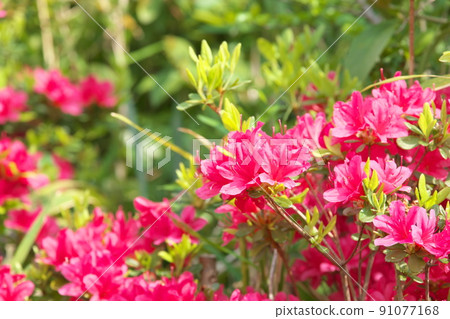 久留米辻的紅花[綠色背景] 91077168