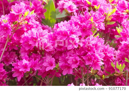 久留米辻的紫花 久留米辻的紫花 91077170