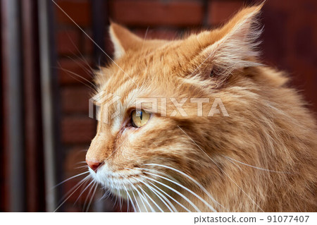 Lovely thoroughbred redhead kitten. Breed Kurilian Bobtail. Hypoallergenic breed of cats. 91077407