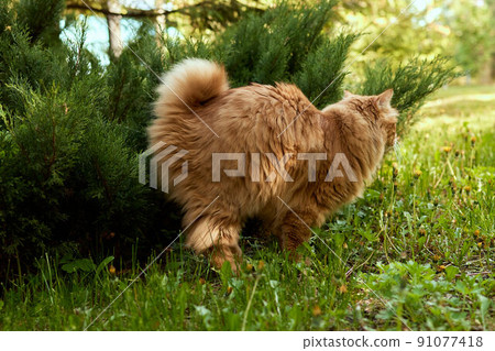 Pretty Cat marks his territory in the garden. 91077418