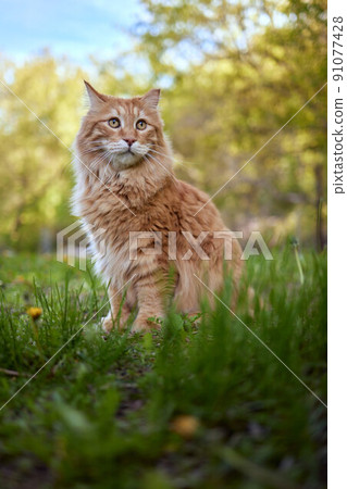 Lovely thoroughbred redhead kitten. Breed Kurilian Bobtail. Hypoallergenic breed of cats. Lovely thoroughbred redhead kitten. Breed Kurilian Bobtail. Hypoallergenic breed of cats. 91077428